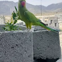 طوتی ملنگو