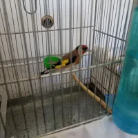 سهره جوجه قفس . قناری نر پرتقالی  فنچ بنگالی دستی