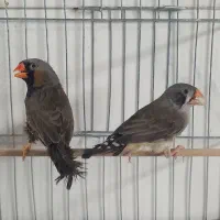 فنچ بنگالی فنچ ایموشارکول