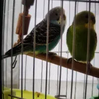 مرغ عشق خوش رنگ