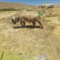 شیشک قوچ