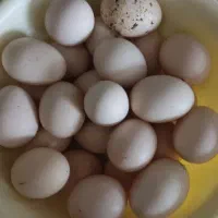 تخم مرغ محلی و مرندی قاطی