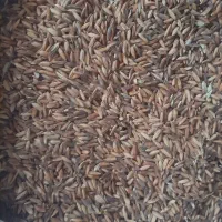 اشتری شلب نقد
