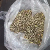 گاودانه محلی وتازه و دانه درشت