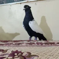 پرنده