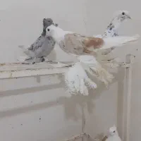 پرپادوکت ودم سفید