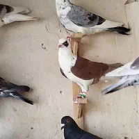کفتر ۱۵تا بوم