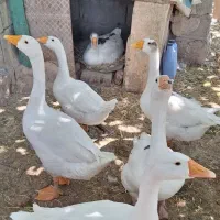غاز