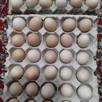 تخم مرغ محلی تازه