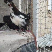 جوجه سلطان