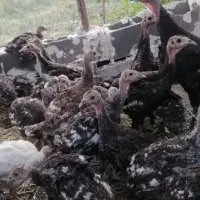 جوجه بوقلمون برنز
