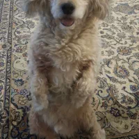 سگ نژاد ترییر