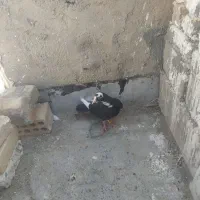 کفتر پلنگ