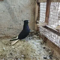 دمسفید|پرنده|اهواز, ملاشیه|دیوار