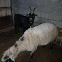 گوسفندو‌بز