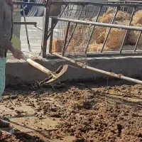 کارگر دامداری گاو شیری