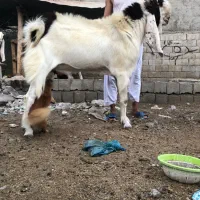 گلابی نژاد اصلی