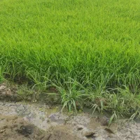 نشا فجر|خدمات باغبانی و درختکاری|علی‌آباد کتول, |دیوار