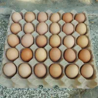 تخم مرغ محلی
