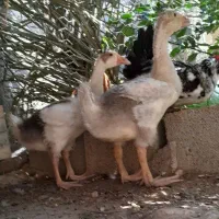 جوجه قاز رنگ موره