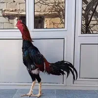 خروس لاری