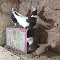 کفتر|پرنده|سبزوار, غرب نیروگاه|دیوار