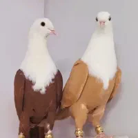 کبوتر رنگی ۵۰۰ تا درجه یک