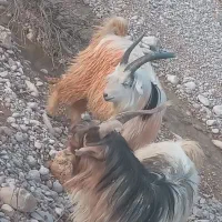 دو تا تیشتر جلورو دوبری