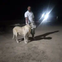 سگ گله|سگ|باخزر, |دیوار