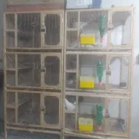 قفس کبوتر