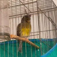 قناری گلاستر اورجینال