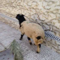 ۱عدد بره ماده یا گوسفند