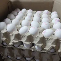 تخم مرغ تازه