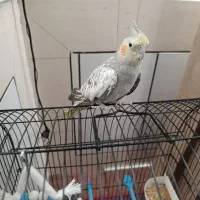 عروس هلندی
