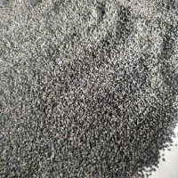 بذر پیاز