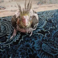 جوجه عروس هلندی