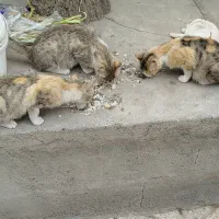 گربه