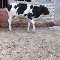 گوساله ماده     گاو