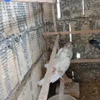 کبوتر