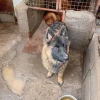 سگ ژرمن شولاین