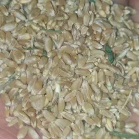 گندم ابی پیشگام