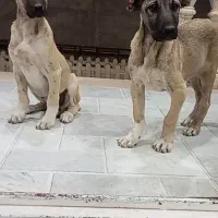 سرابی ماده