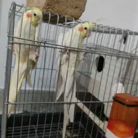 یک جفت عروس هلندی با قفس و وسایل