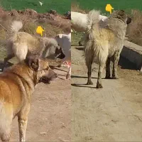سگ گله ای سگ سرابی سگ عراقی