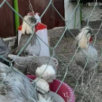 خروس لهستانی