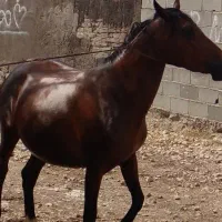 اسب مادیان سرو دم گیر