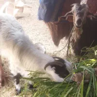 بز وبزغاله