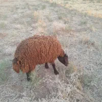 بره نر