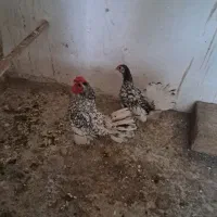 خروس سبرایت وارداتی