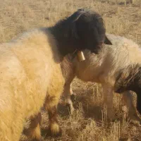 نرمیش دو سال کله سیاه